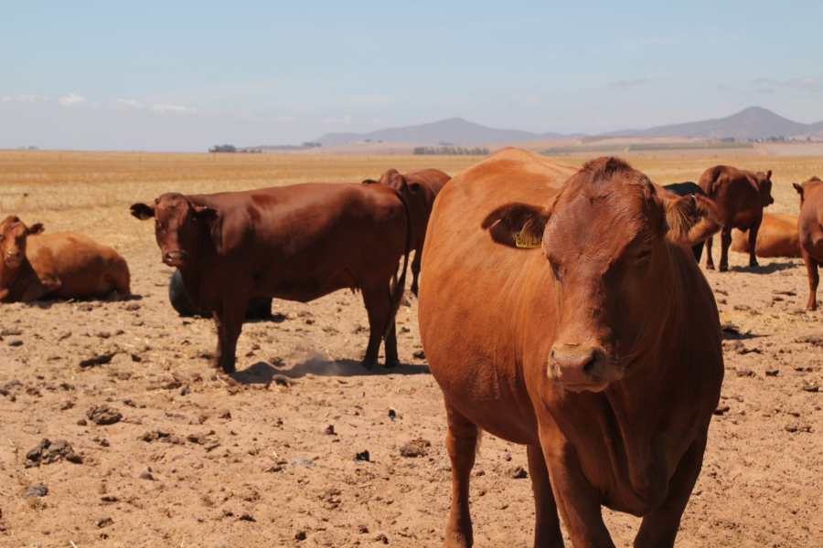 5 Bedroom Property for Sale in Darling Western Cape